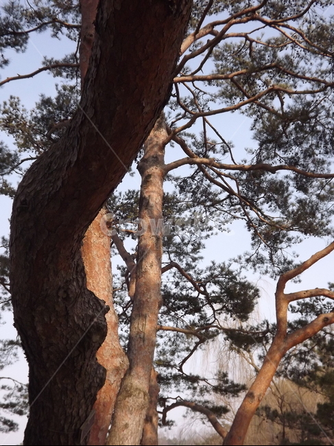 의림지,소나무,나무,유원지,숲,자연,식물,자연,plants,nature,나무,trees,wood