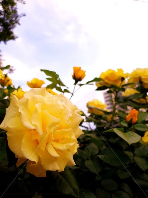 꽃,노란꽃,장미,하늘,정원,풍경,자연,식물,flower,sky,garden,yellowflower,rose,landscape,식물,자연,plants,nature,꽃,flower