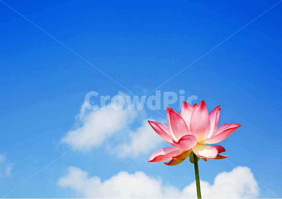 가을하늘,구름,연꽃,연잎,식물,식물,자연,plants,nature,꽃,flower
