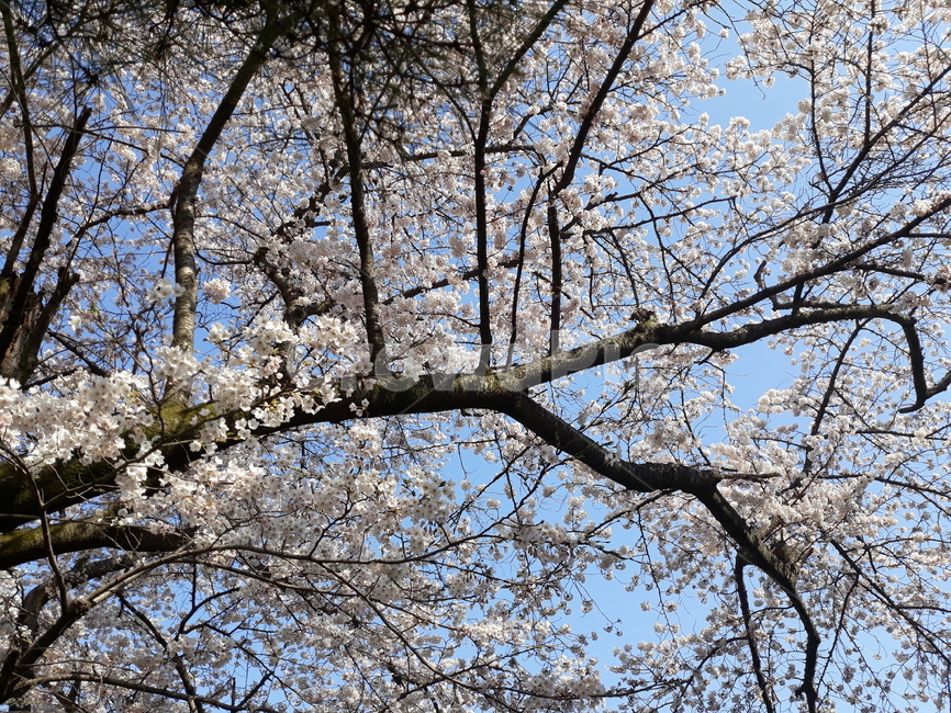 봄,벚꽃,꽃,하늘,나무,만개,흐드러지게,봄,계절,spring,season,식물,자연,plants,nature,꽃,flower,plant,blossom,cherry blossom