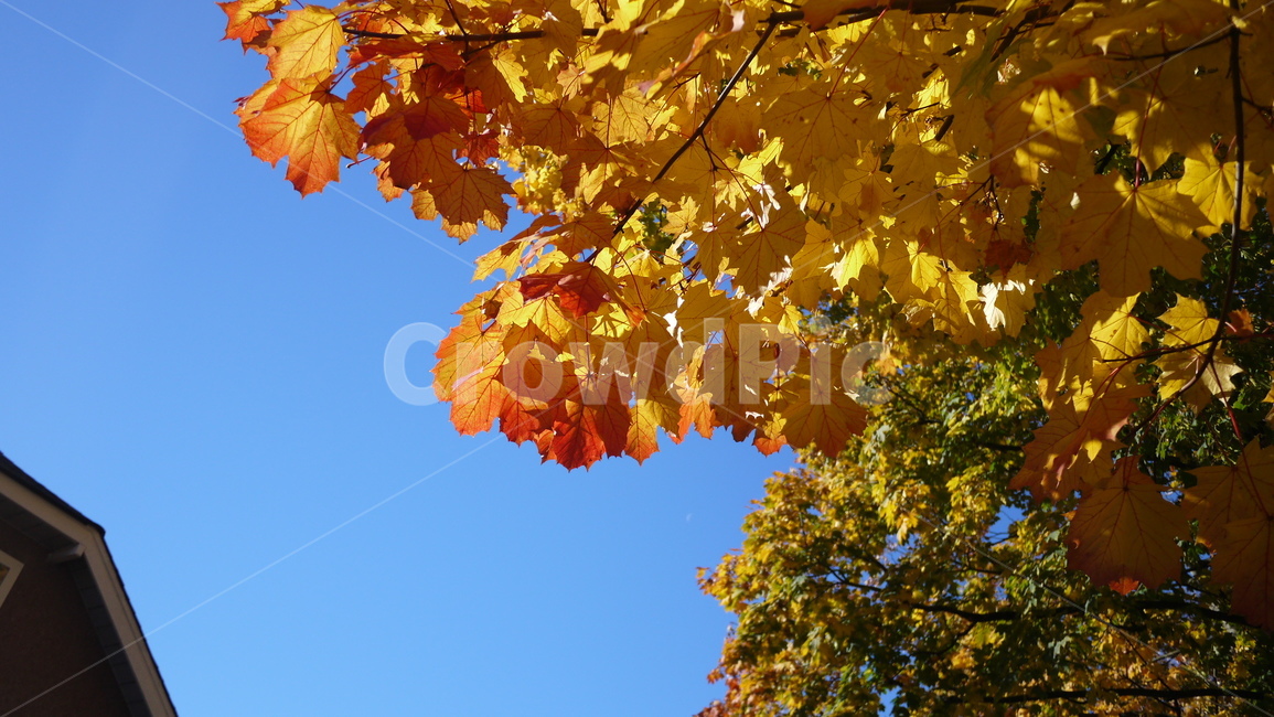 단풍,나무,가을,하늘,10월,tree,fall,sky,october