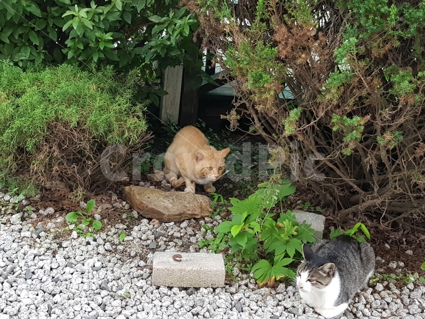 고양이,코리안숏헤어,동물,길양이,동물친구,동물,animal,포유류,mammal,고양이,cat,kitten,kitty