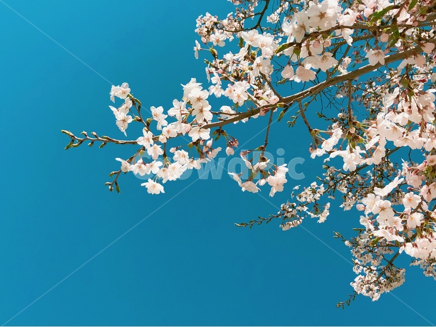 봄,봄감성,벚꽃,벚나무,봄꽃,꽃,자연,봄날,봄,계절,spring,season,식물,자연,plants,nature,꽃,flower,감성,sensible,feeling,plant,blossom