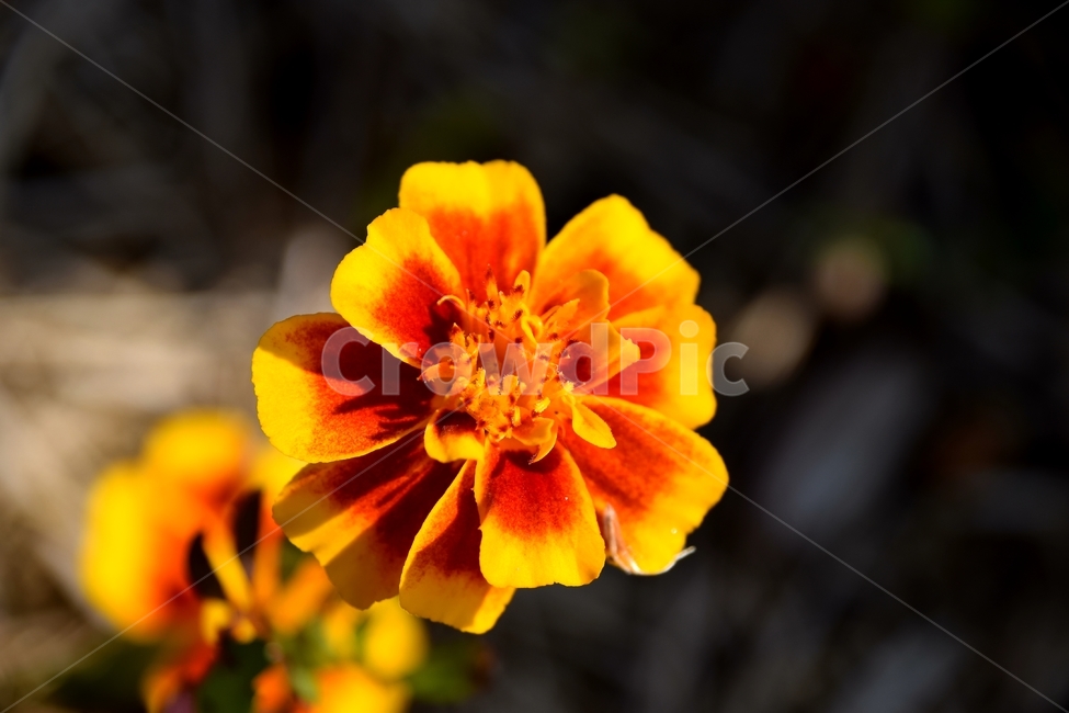 봄,노랑,꽃,맑음,오후,식물,자연,plants,nature,꽃,flower