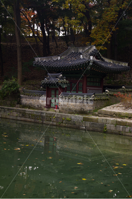 창덕궁후원,부용지,고궁,건축,전통건축,traditional,전통,단청,기와지붕,가을,계절,fall,autumn,season,한국전통,한국문화,korean traditional,korean culture,건축물,건물외관,exterior,building,structure,architecture,construction,건물