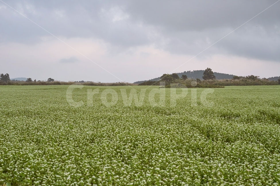 buckwheat flower,landscape photography,Jeju,crops,Jeju buckwheat field,field crops,Jeju Island buckwheat field,Jeju scenery,Jeju Island Buckwheat,field,Jeju travel,farming,Jeju Island buckwheat flower,sight,buckwheat field,Jeju Island scenery,Jeju buckwhe