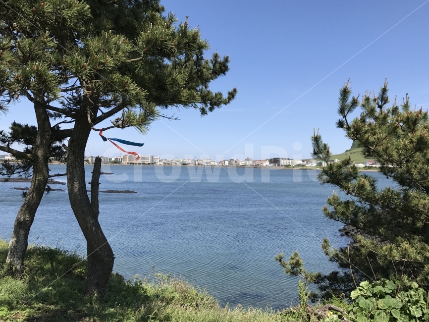 자연,감성,제주,풍경,원본,무보정,자연,풍경,nature,landscape,제주도,jeju,jeju island,도시,city,tree,나무,plant,식물