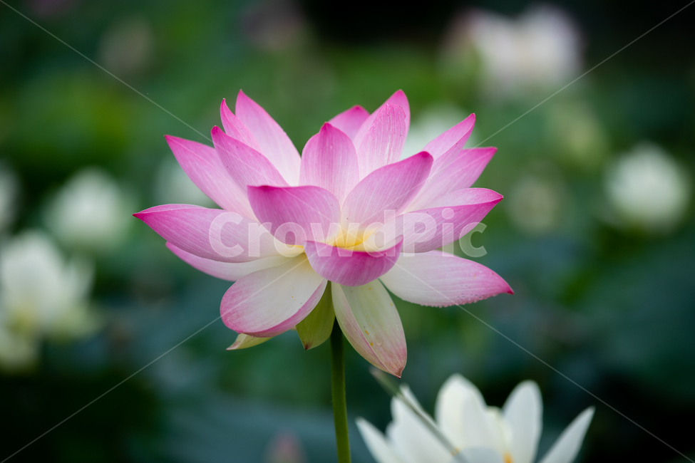 연꽃,여름,연잎,자연,풍경,꽃,flower