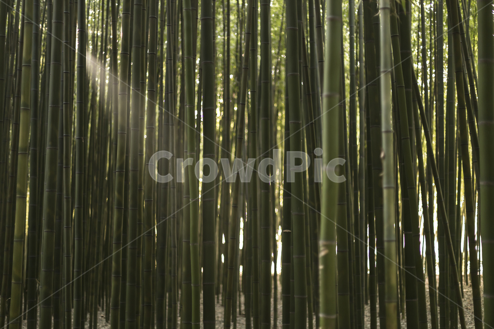 대나무,빛,숲,공원,녹색,바탕화면,배경,식물,자연,plants,nature,나무,trees,wood