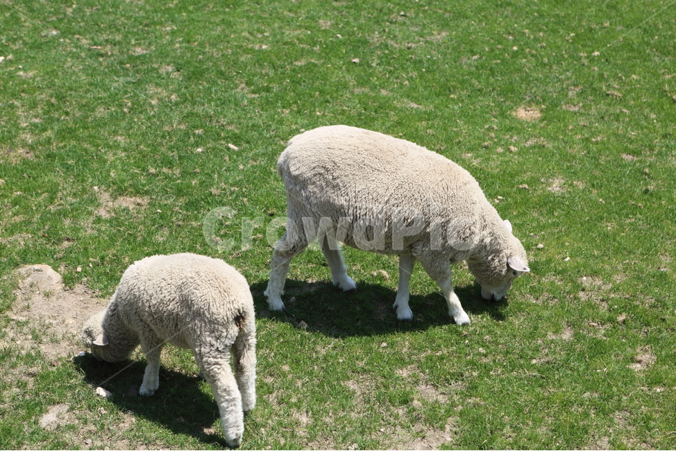 양,양목장,양농장,양구이,애기양,동물,animal,포유류,mammal