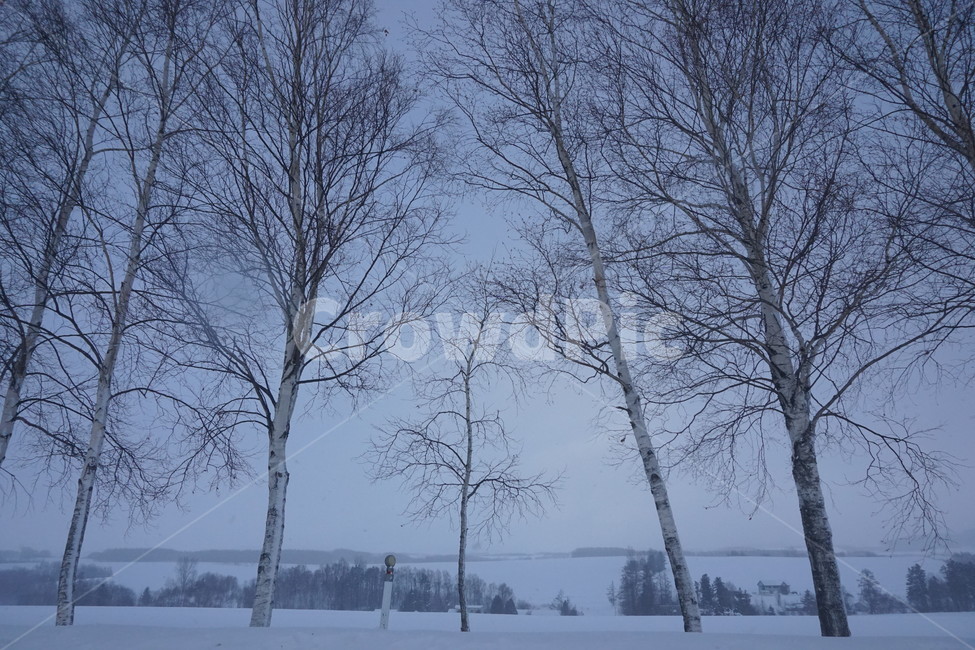 겨울,폭설,눈,눈길,겨울나무,홋카이도,겨울길거리,snow,hokkaido,street,삿포로,winter,나무,겨울산,산속,설산,trees,겨울,계절,winter,season,자연,풍경,nature,landscape,outdoors,옥외,blizzard,눈보라,storm,폭풍