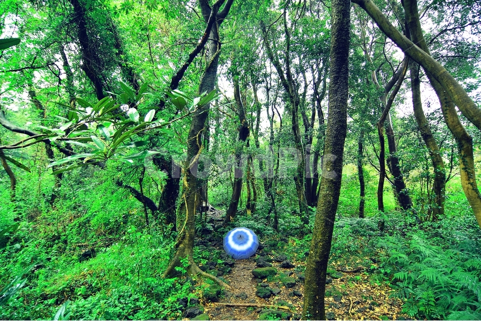제주도,비자림,나무,숲,다리,나무다리,목조다리,소실점,자연,풍경,nature,landscape,휴식,힐링,rest,relaxation,healing,화산송이,제주,제주여행,비자나무,생물,식물,숲속,신기,고목,경관,녹색,제주유산,제주풍경,제주명소,제주코스,제주인기,화려함,plants,trees,wood,산책길,산책,올레길,비,빗물,레인,rain,travel,jeju,jejutravel,jejulandscape,자연,풍경,nature,landscape,식물,plants,나무,trees,wood,휴식,힐링,rest,relaxation,healing,plant,vegetation,초목,tree