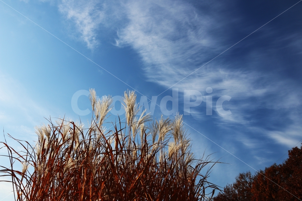 갈대,가을,하늘,풍경,가을풍경,가을,계절,fall,autumn,season,자연,풍경,nature,landscape,식물,plants,grass,잔디,plant,lawn