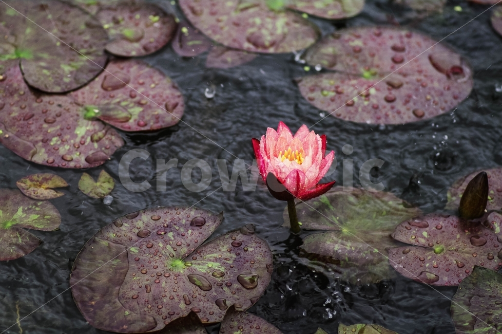 여름,수련,비오는날,빗방울,감성,식물,자연,plants,nature,꽃,flower