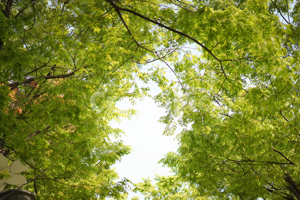 식물,자연,초록,여름,풍경,나무,식물,자연,plants,nature,나무,trees,wood
