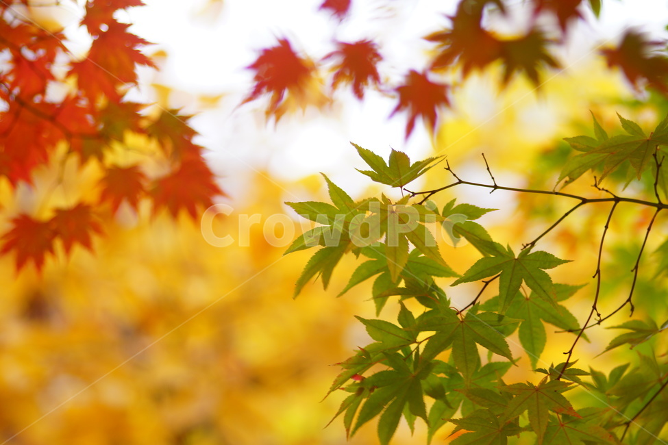 낙엽,단풍,maple,식물,나뭇잎,나무,가을,계절,fall,autumn,season,식물,자연,plants,nature,plant,leaf,잎,tree
