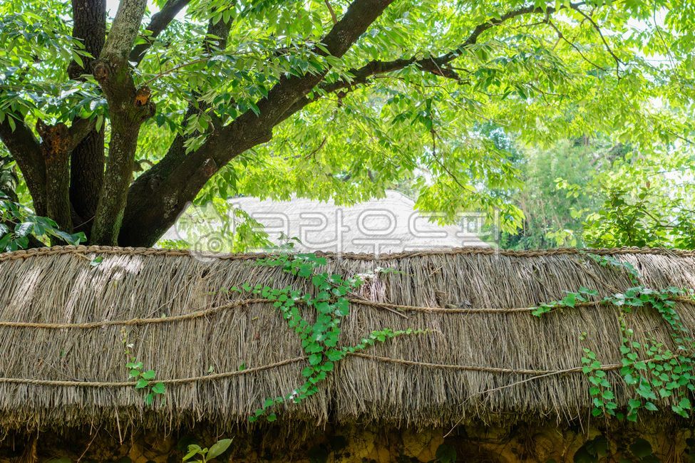 한국전통,초가지붕,볏짚,갈색,담쟁이덩굴,초록색,녹색,잎,덩굴식물,식물,나무,나무줄기,자연,햇살,야외,leaf,plant,nature,green,leaves,vine,ricestraw,ivy,outdoors,tree,treetrunk