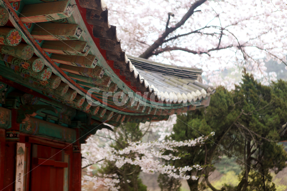 벚꽃,벚나무,나무,전통,전등사,봄,자연,고즈넉,절,차분,한국전통,한국문화,korean traditional,korean culture,건축물,건물외관,exterior,building,structure,architecture,construction