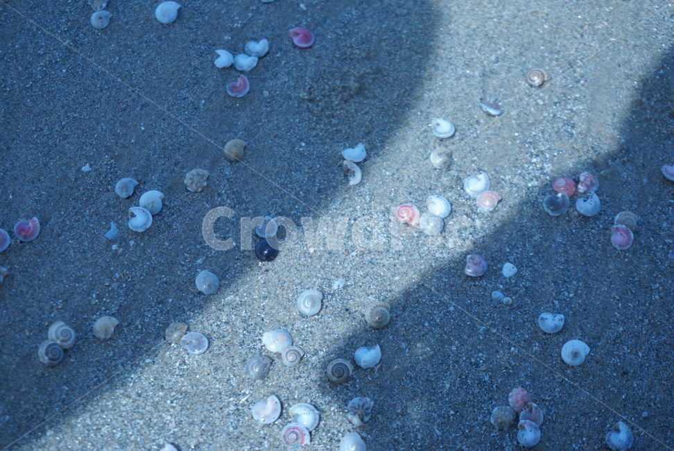 조개껍데기,조개껍질,seashell,조개,무척추동물,sealife,해양생물,해변,바다,ocean