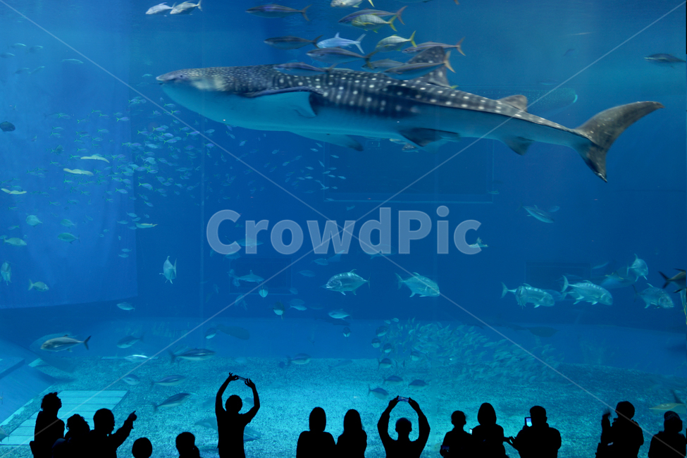 추라우미,수족관,오키나와,고래,고래상어,대형수족관,관람객,아쿠아리움,water,물,human,인간,person,사람,aquatic,물의