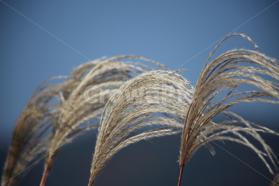 억새,꽃,식물,가을,flamegrass,가을,계절,fall,autumn,season,grass,잔디,plant,lawn,bird,새,animal,동물,reed,갈대