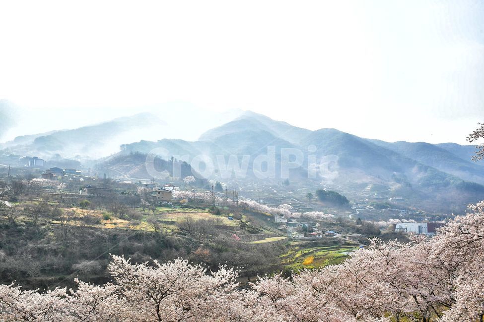 벚꽃축제,하동십리벚꽃길,벚꽃,하동,벚꽃시즌,풍경