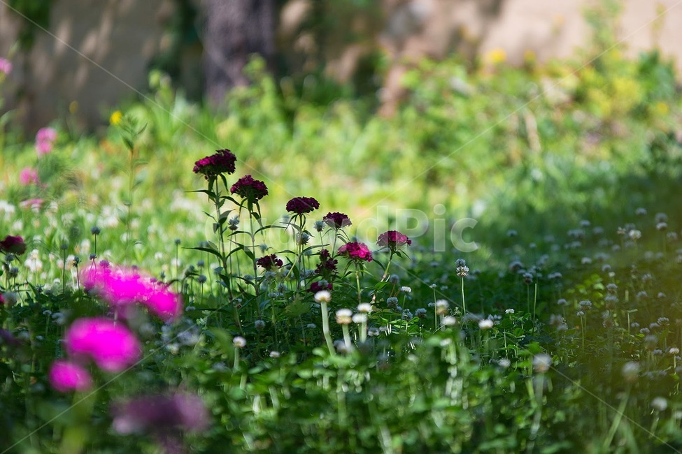 봄,꽃,들꽃,작은꽃,식물,식물,자연,plants,nature,꽃,flower