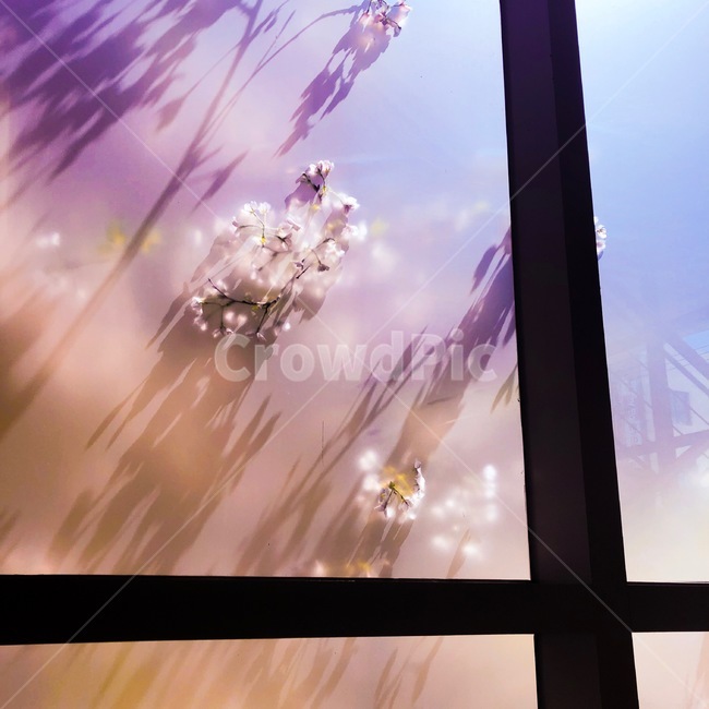벚꽃,봄,꽃,분홍색,햇빛,감성,꽃,flower