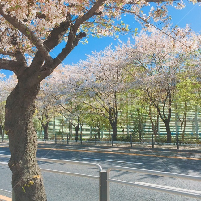 벚꽃,4월,한강,하늘,예쁜,파란색,도로,나무,자연