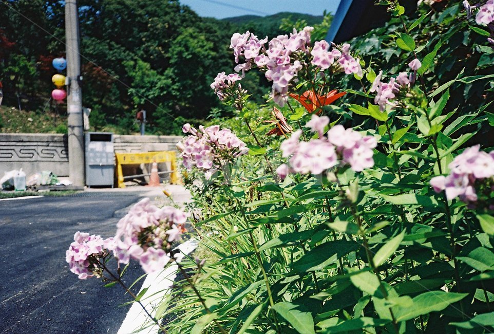 꽃,들꽃,야생꽃,flower,자연,식물,식물,자연,plants,nature,꽃,flower