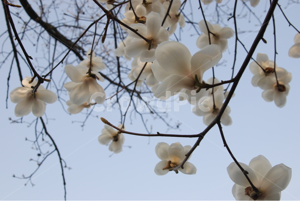 봄,목련,노을,해질녘,벚꽃,봄,계절,spring,season,plant,식물,blossom,꽃,flower