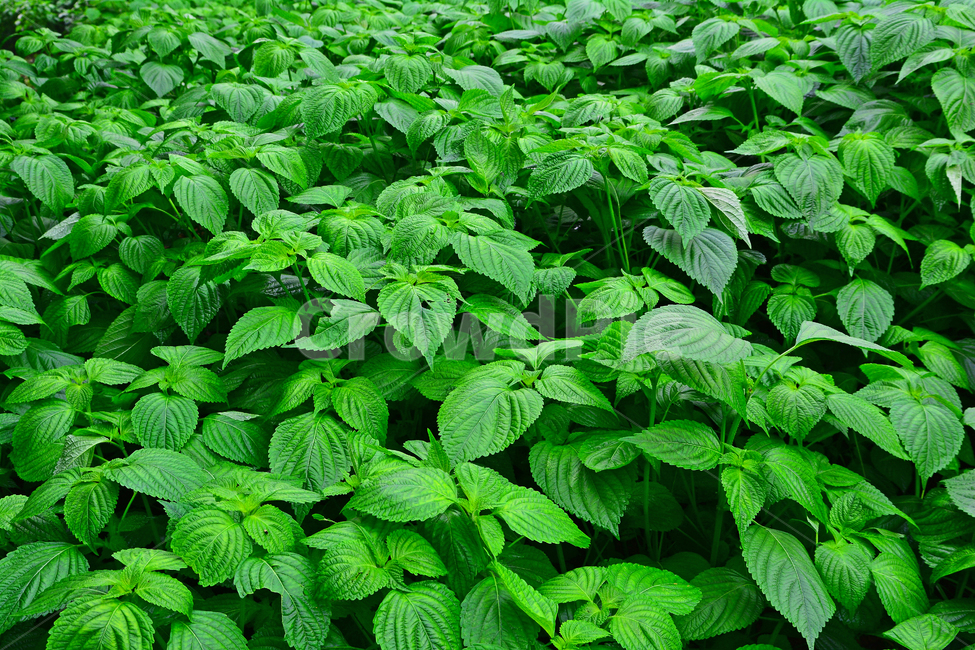 깻잎,들깨잎,들깨,장아찌,쌈재료,향기,들기름,건강식품,식재료,깻잎전,초본,식물,1년초,밭농사,시골,재배,신선한,싱싱한,채소,잎채소,들깨밭,무성한,풍작,녹색,그린,green,perilla,식물,자연,plants,nature,채소,야채,vegetables,산업,industry,industrial,농업,농사,agriculture,farming,farming industry