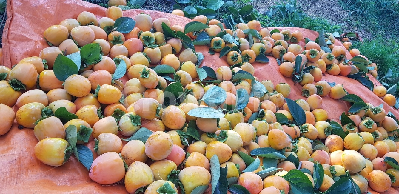 감,대봉,감나무,홍시,자연,과일,열매,fruit