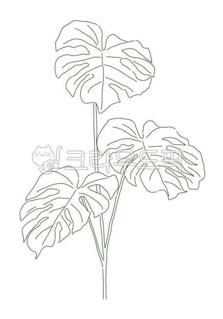 몬스테라, 잎, 나무, 열대, 식물, 사진,이미지,일러스트,캘리그라피 - HwaYo작가