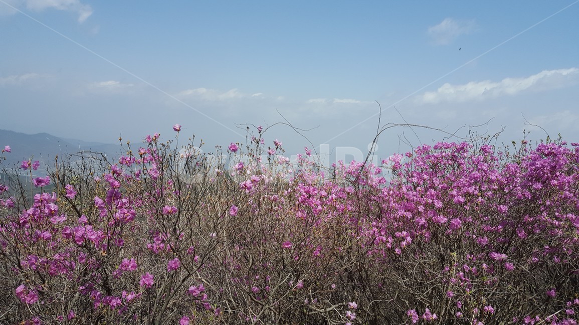봄,산,꽃,진달래,자연,식물,자연,plants,nature,꽃,flower