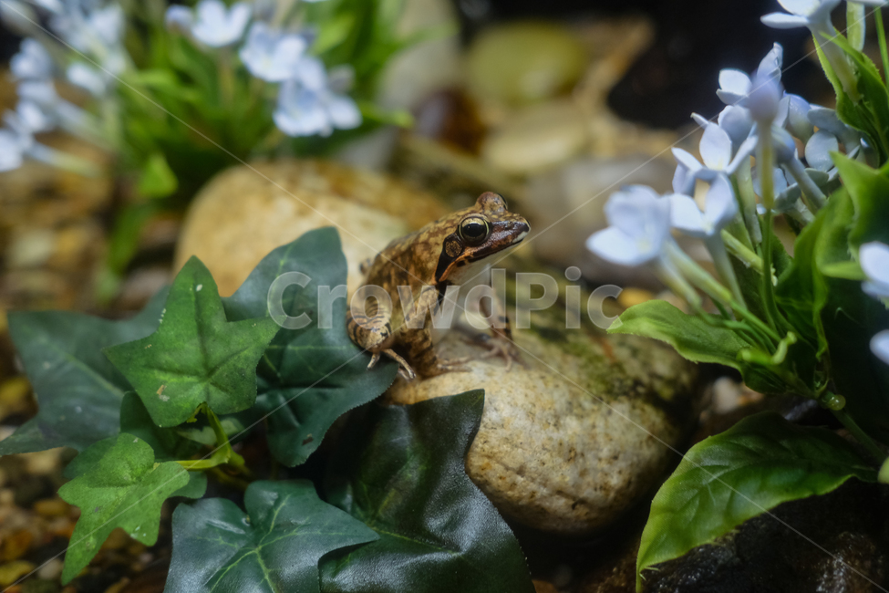 개구리,frog,아쿠아리움,자연,파충류,동물,animal,파충류,양서류,reptile,amphibian