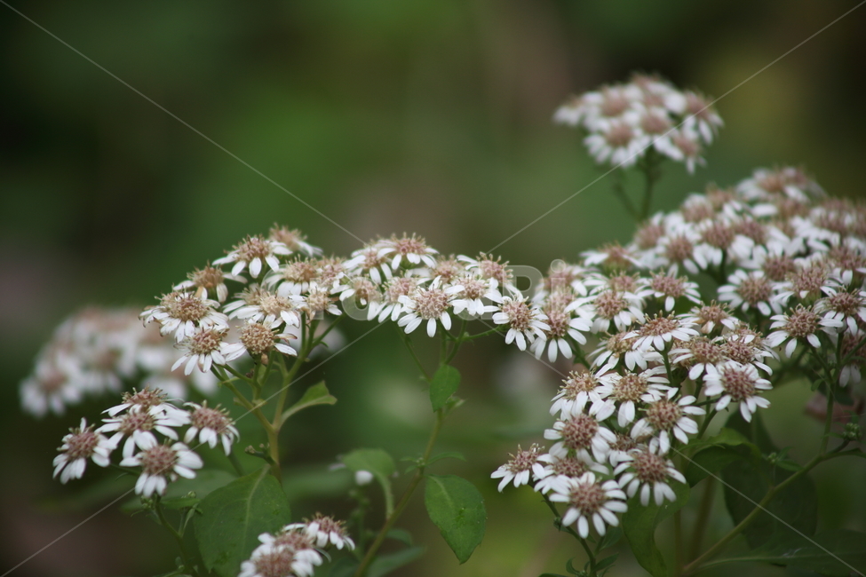섬쑥부쟁이,식물,가을꽃,야생화,ulleungdoaster,식물,자연,plants,nature,꽃,flower