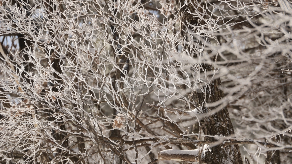 눈꽃,겨울,눈산,자연,풍경,산,태백산,겨울산,여행,겨울,계절,winter,season,식물,자연,plants,nature