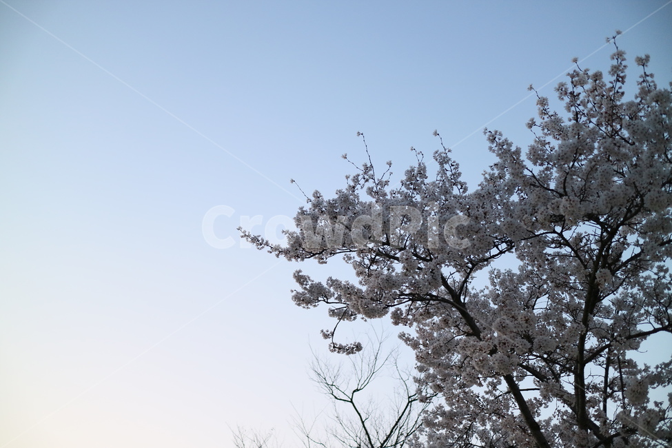 벚꽃,하늘,봄,꽃,나무,plant,식물
