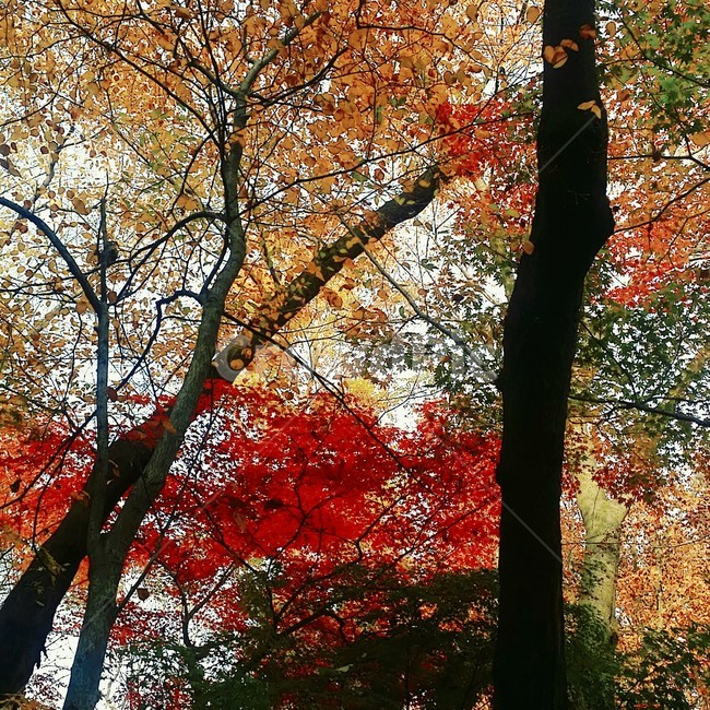 나무,단풍,단풍잎,붉은잎,노란잎,가을,식물,leaf,tree,가을,계절,fall,autumn,season,잎,plant,maple