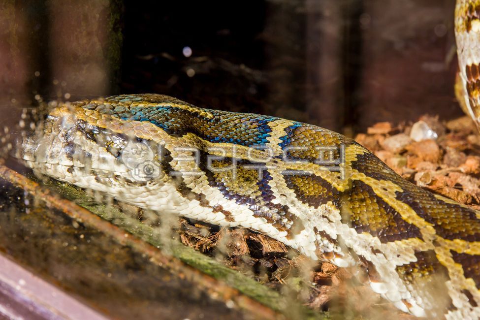 뱀,snake,동물,animal,동물원,zoo