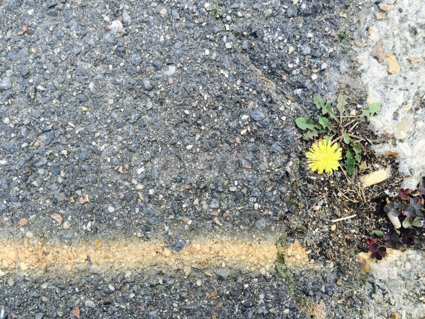 여행,휴식,감성,꽃,도로,식물,자연,plants,nature,꽃,flower