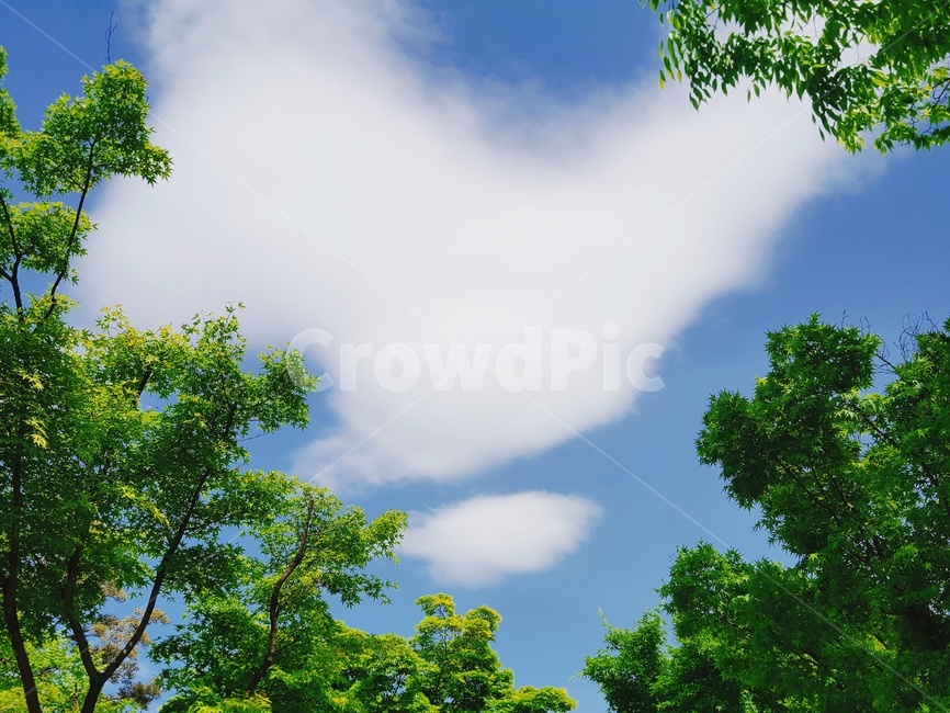 하늘,구름,맑음,하트,풍경,자연,풍경,nature,landscape,tree,나무,plant,식물,tree trunk,나무 줄기