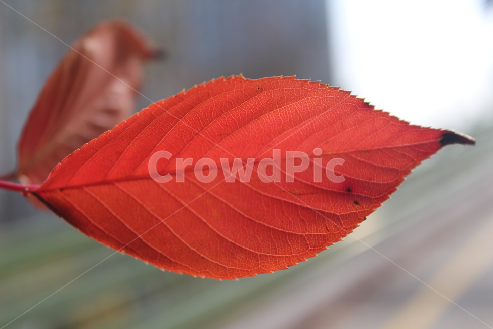 leaf,잎,plant,식물,단풍,가을,계절,fall,autumn,season
