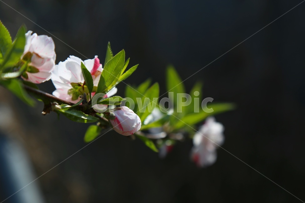 봄,꽃,복숭아,삼색도화,풍경,감성,복숭아꽃,도화꽃,봄,계절,spring,season,식물,자연,plants,nature,꽃,flower,plant