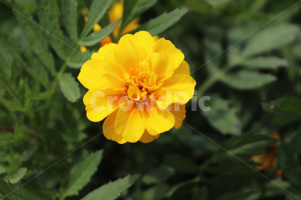 plants,노란색꽃,yellowflower,식물,봄꽃