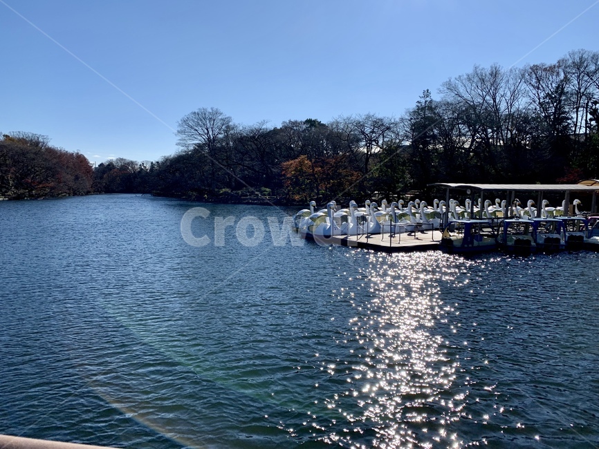 호수,강,오리배,햇살,바다,물,자연,윤슬,lake,river,sea,aduckship,이노카시라공원,inokashirapark,kichijoji,japan,자연,풍경,nature,landscape,water,waterfront,워터 프론트,pier,교각,port,포트