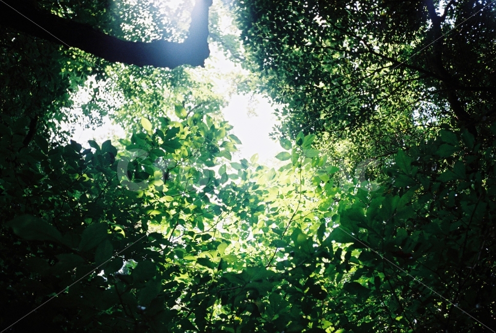 나무,숲,햇빛,초록,나뭇잎,숲속,여름,싱그러운,그림자,풍경,tree,forest,sunny,green,leaf,summer,fresh,brilliant,filmphotography,감성,자연,풍경,nature,landscape,휴식,힐링,rest,relaxation,healing,vegetation,초목,plant,식물,light,빛,flare,플레어,outdoors,옥외,jungle,밀림,land,땅,sunlight,rainforest,열대 우림