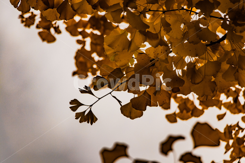 은행,은행나무,은행잎,은행숲,은행나무숲,가을,계절,fall,autumn,season,식물,자연,plants,nature,leaf,잎,plant,tree,나무