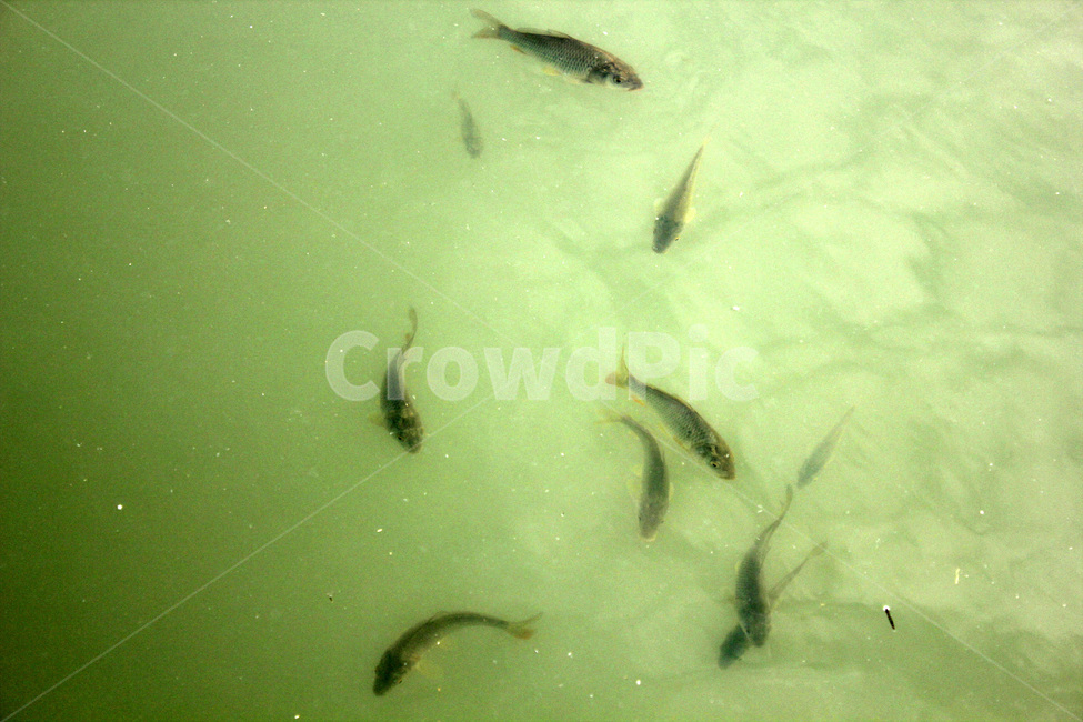물고기,자연,연못,붕어,물가,어류,물고기,fish